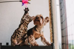 Animale de Companie